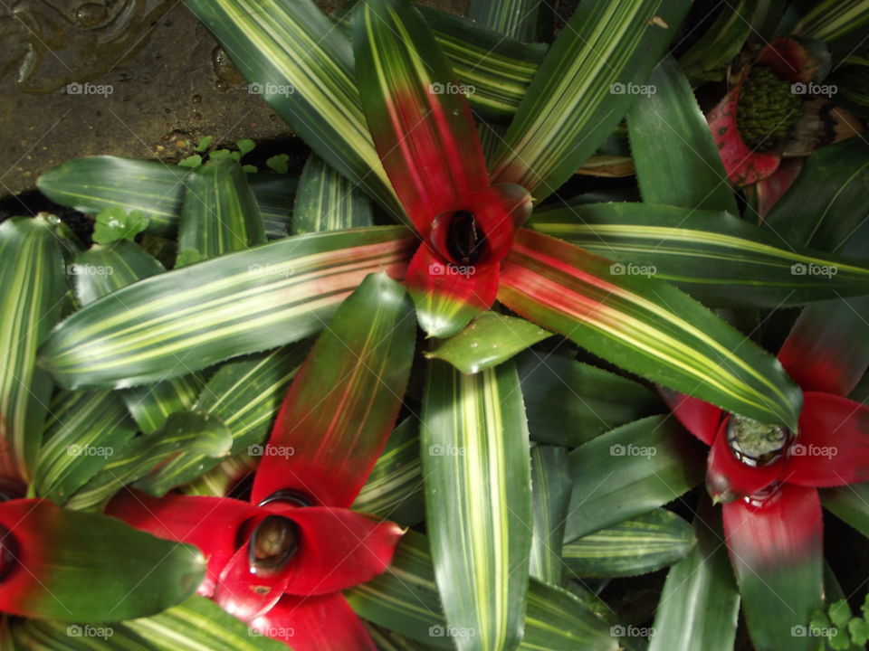 Tropical Plants