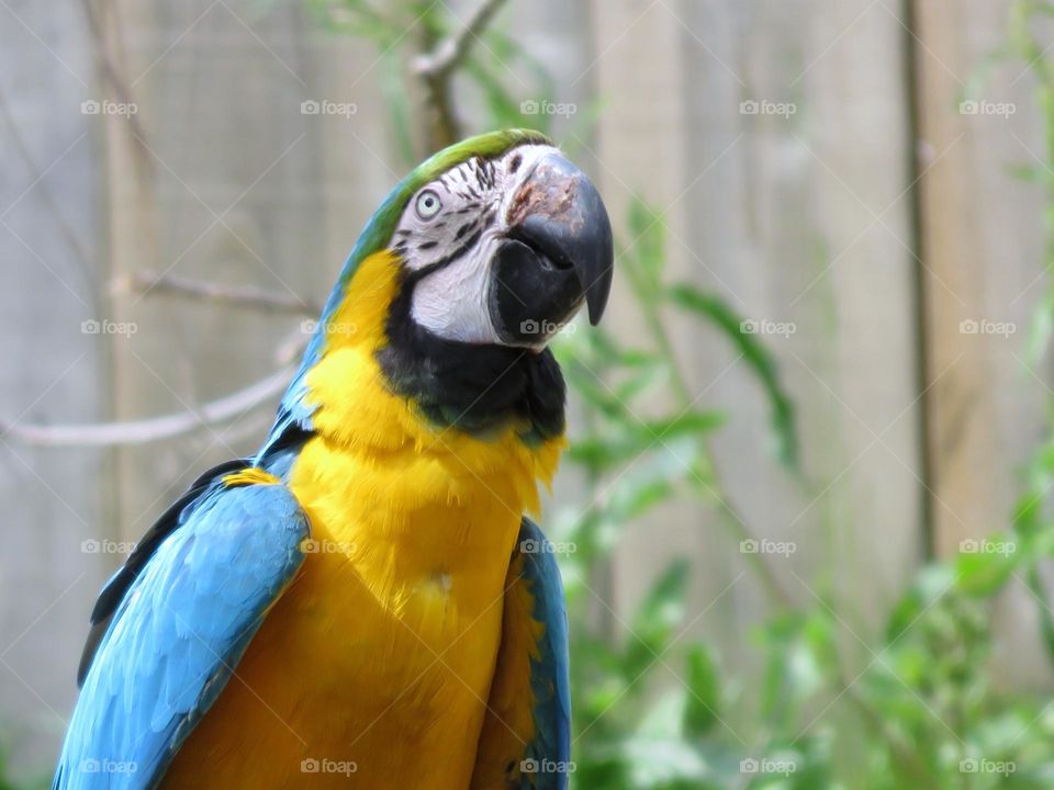 A parrot blue-and-yellow macaw