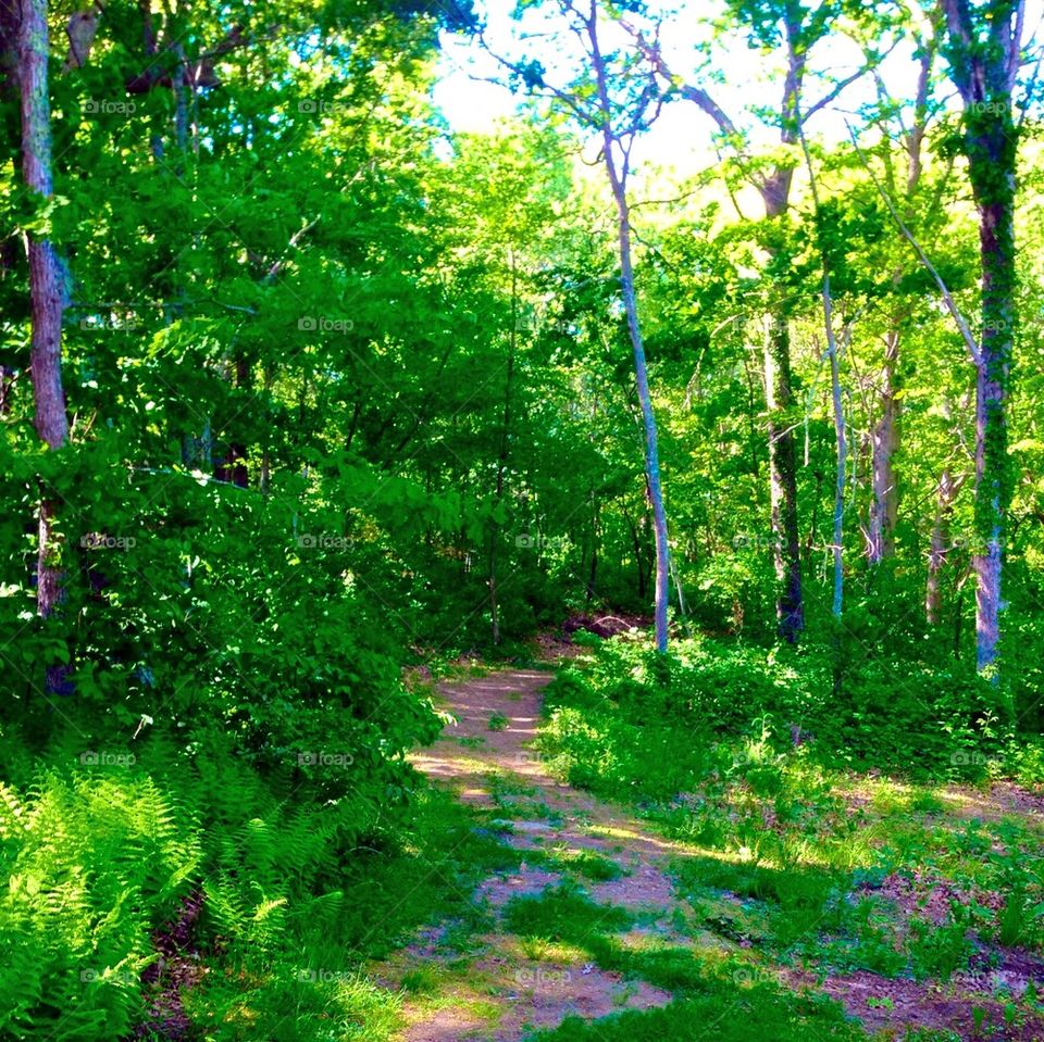 Forest path in my back yard 