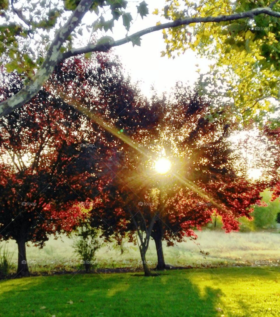 standing in a field of green grass watching the sunrise through the red leaves of a tree.