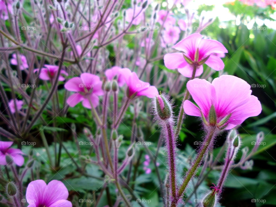 Flowers For You! 💗