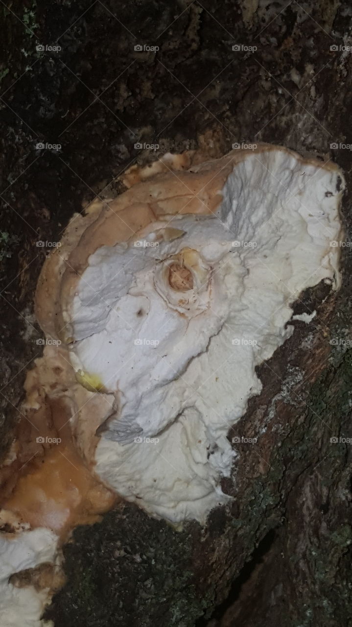 fungus