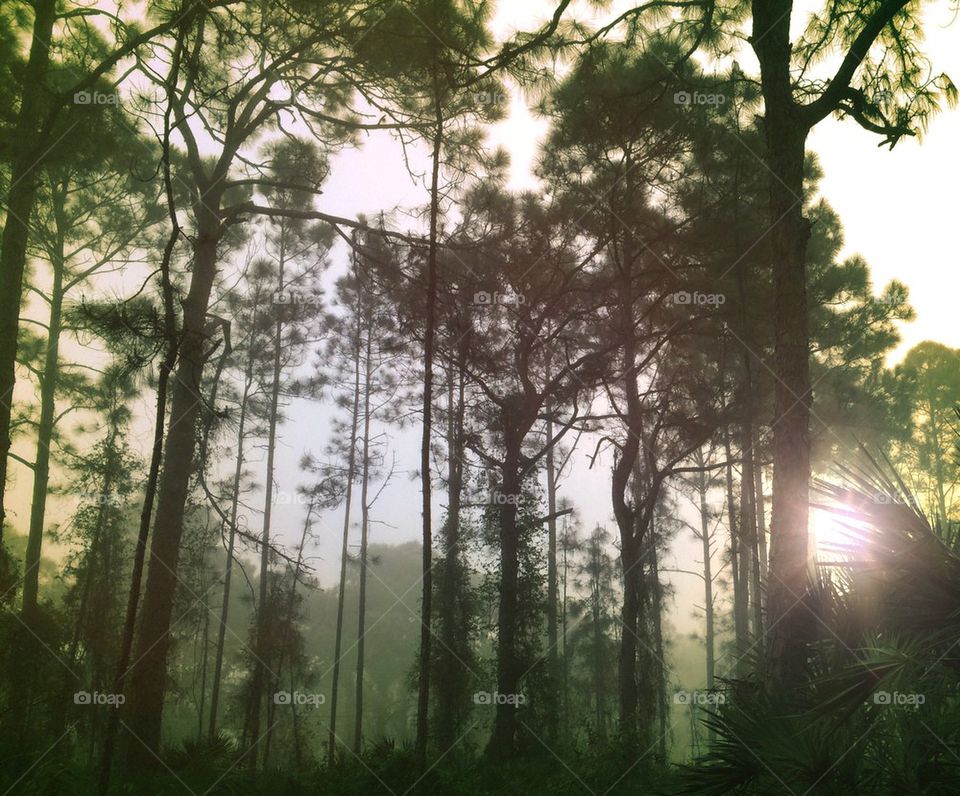 Sunrise through pines