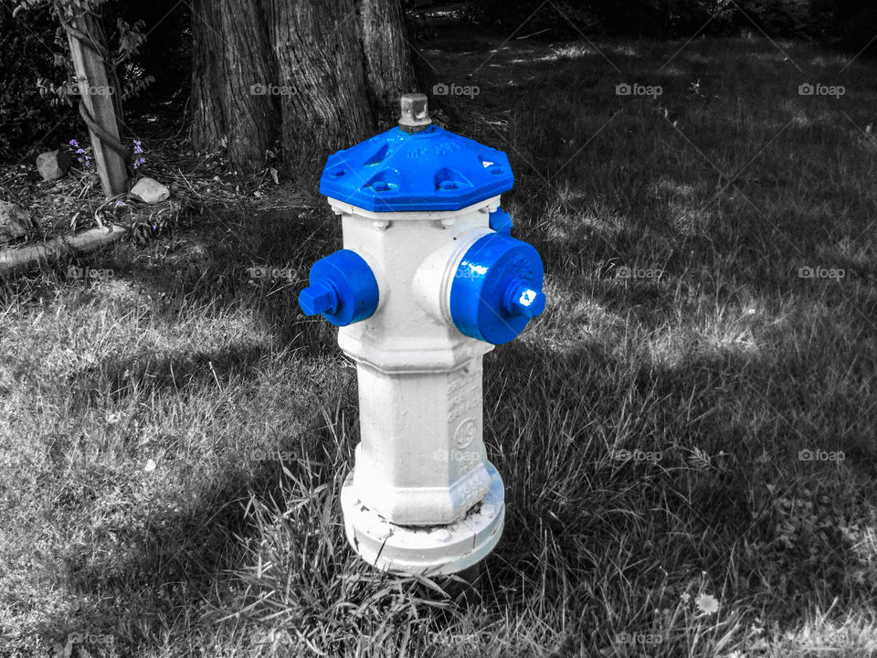 Blue and White Fire Hydrant