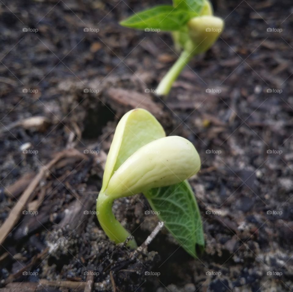 A seedling sprouting up from the soil with a leaf coming out of it