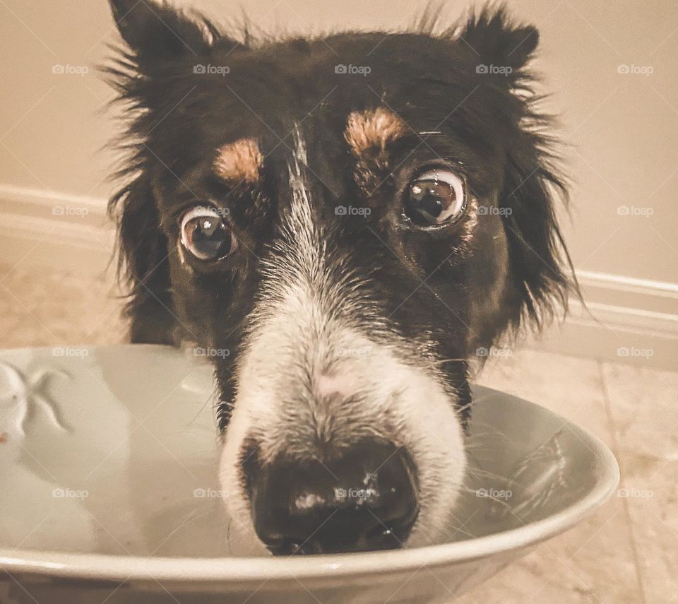 Expressive dog licking a food bowl