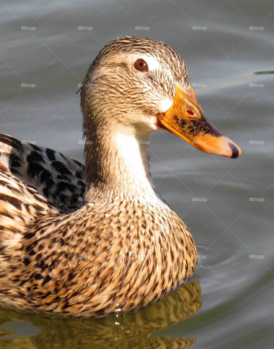 duck