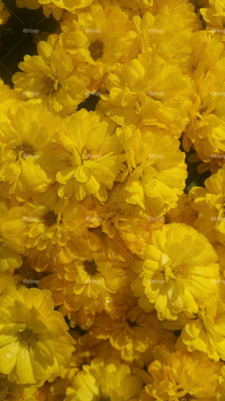 Closeup Flowers