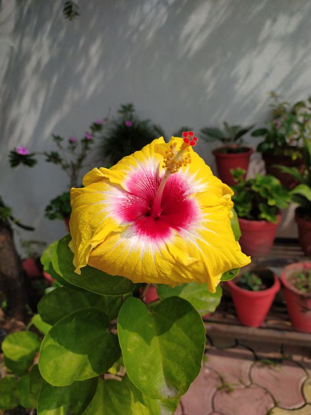 Still growing more and more beautiful