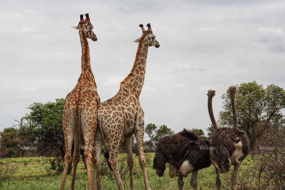 Ostrich and giraffe. animals walking in two's side by side. Expecting rain?.Reminds me of a story I know..