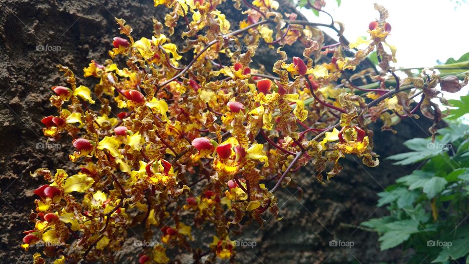 Excelente exemplar de orquídea rara com centenas de flores minúsculas e bonitas próximo ao muro do quintal.