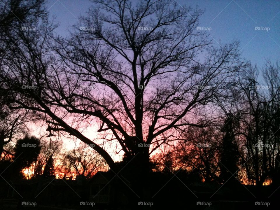 Neighborhood Tree in a Pastel Sunset