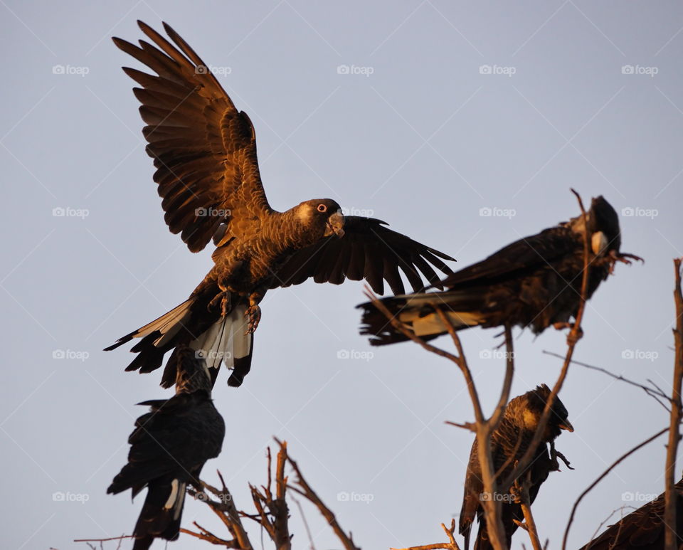 Black Cockatoo landing in a tree at sunset