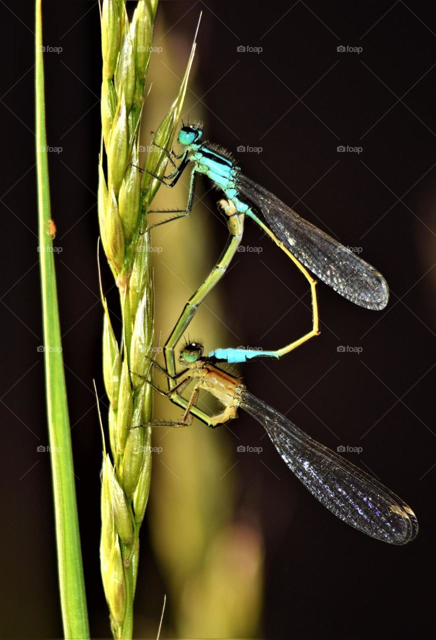 mating blue dragonflies on a plant with black background low key macro picture