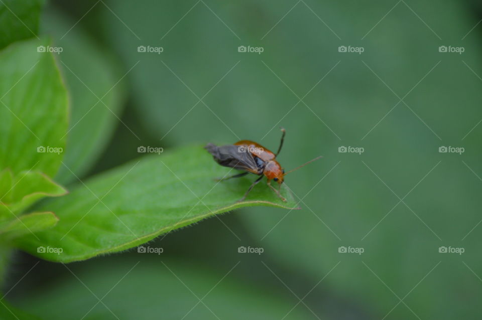 insact Animal in leaf