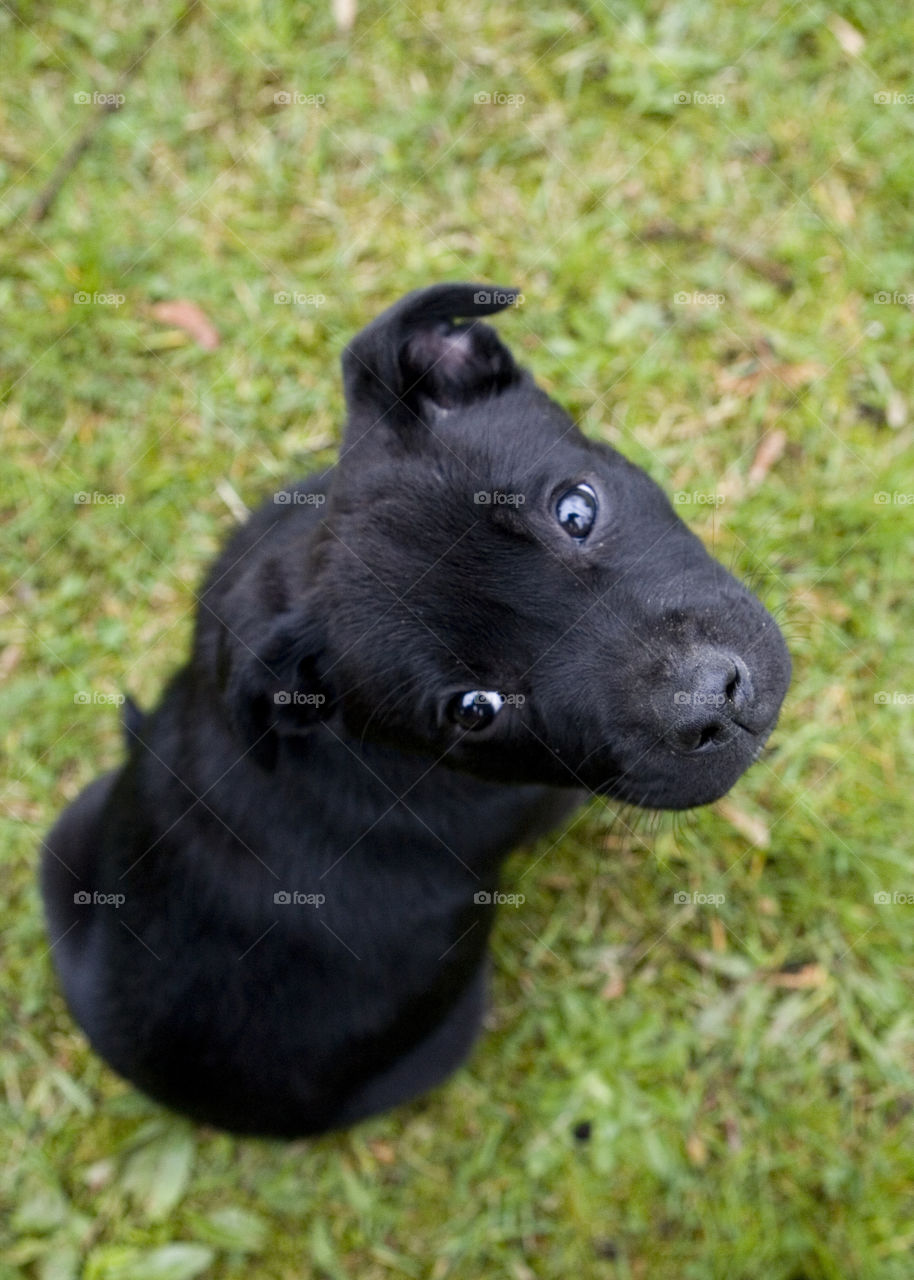 Dog, No Person, Mammal, Cute, Portrait