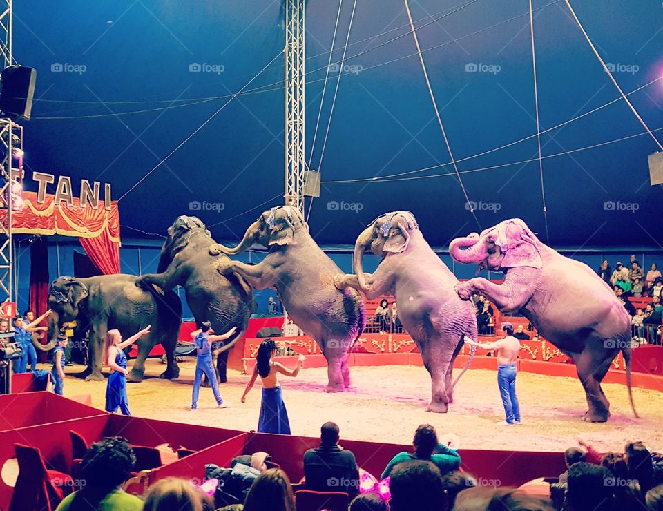 In the circus