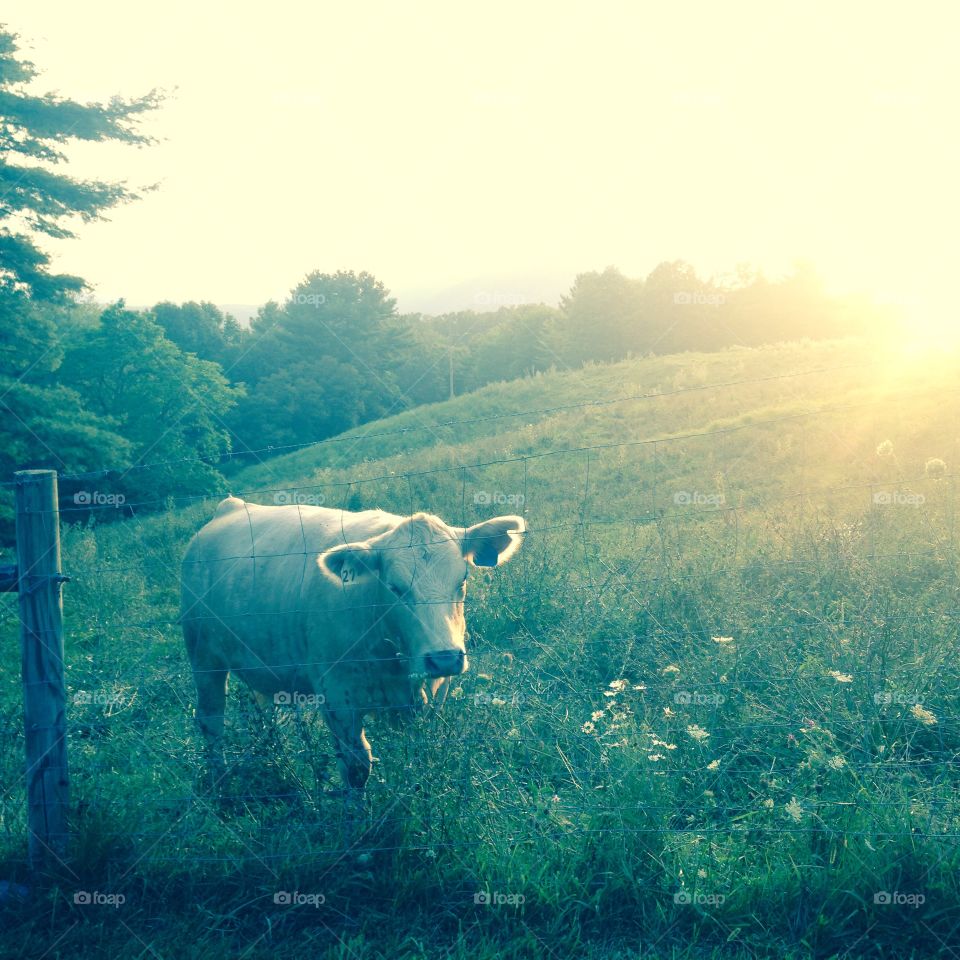 Golden Charolais