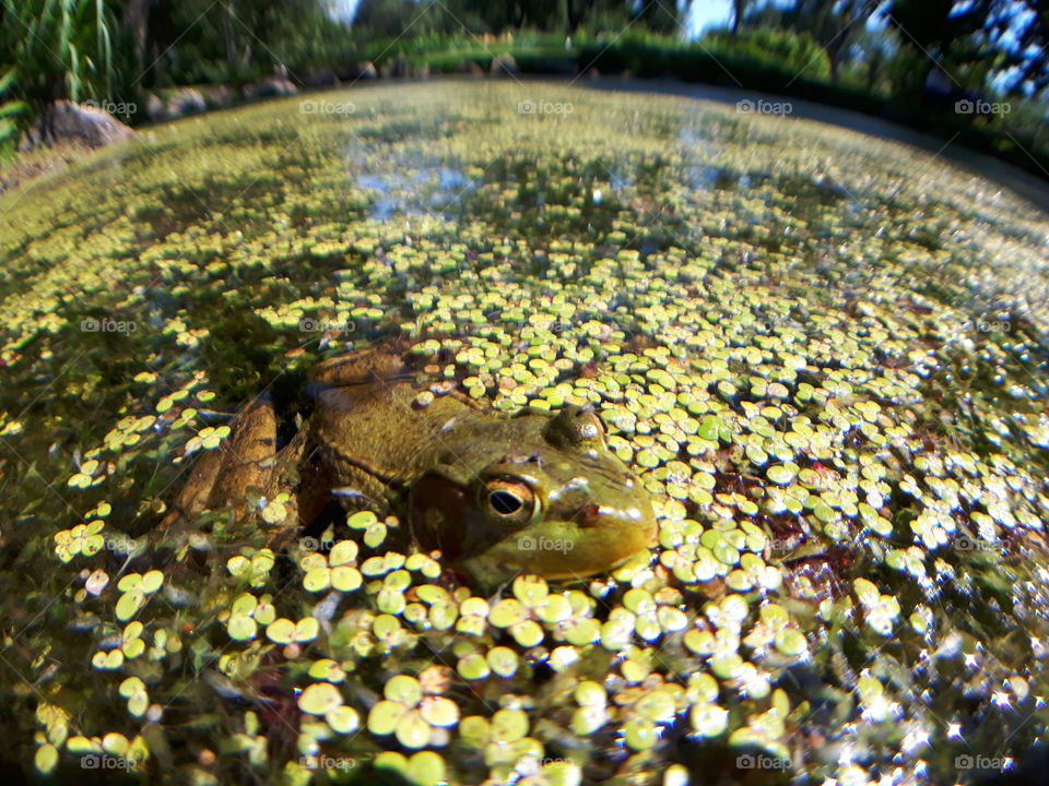 Frog Botanical Garden Montreal