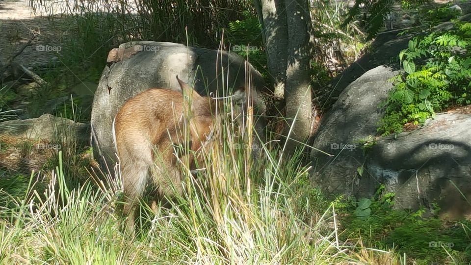 Someone is playing hide and seek in the grass at Animal Kingdom at the Walt Disney World Resort in Orlando, Florida.