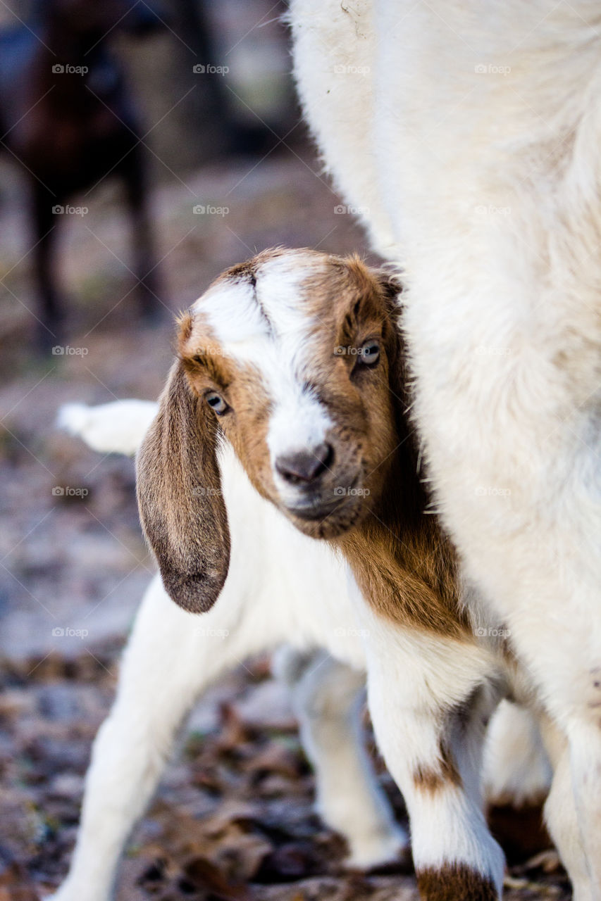 baby goat