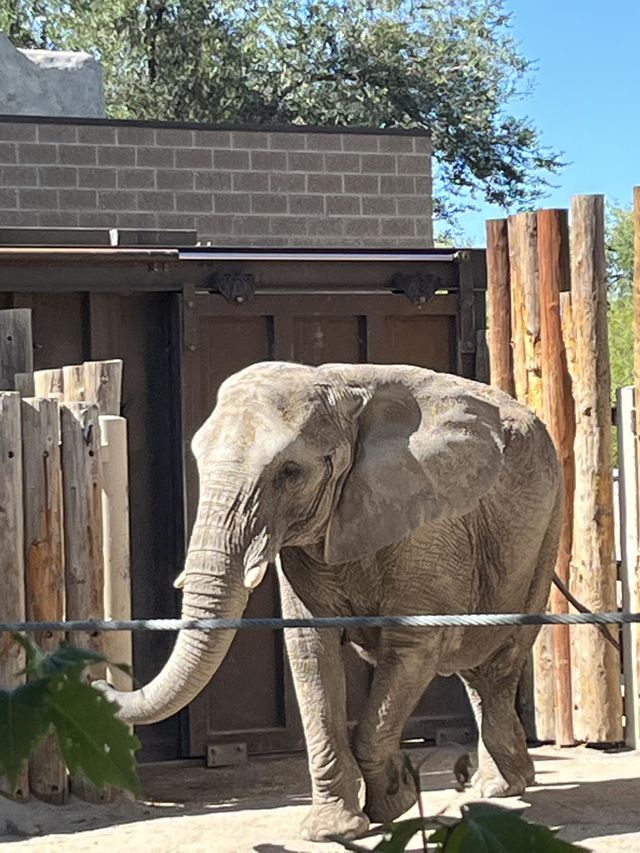 Elephant wildlife 