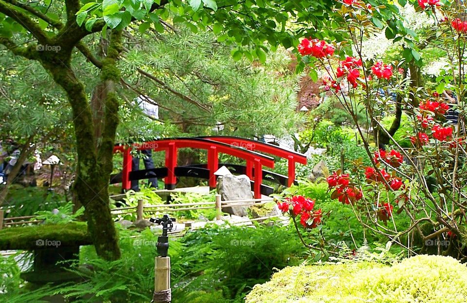 Red bridge in Japanese garden