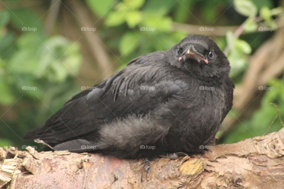 A crow fledgling found in the garden 2016