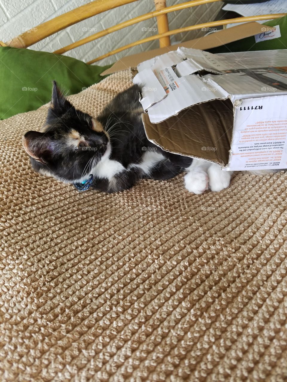 Calico kitten makes box her blanket for midday nap.