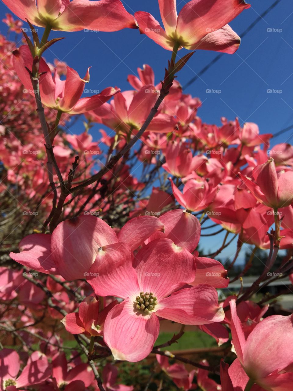 Bark-Bark. Beautiful blooms on the Dogwood Tree by the dog park