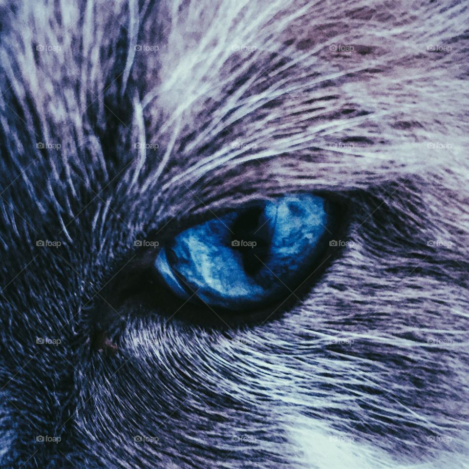 Cat's eye 