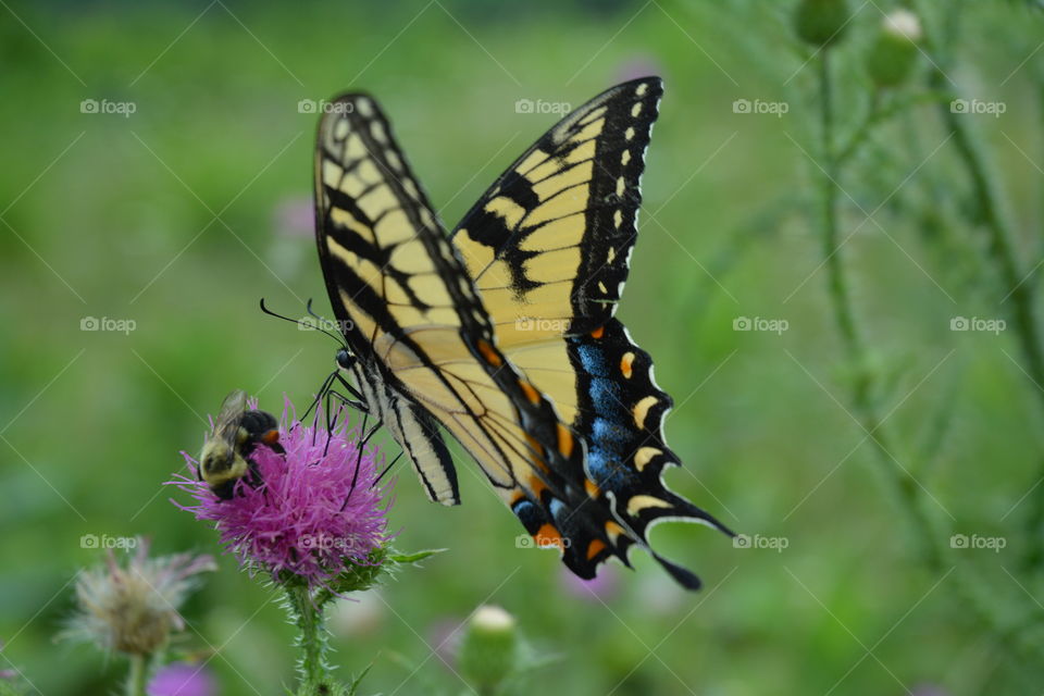 Butterfly with bumble bee friend