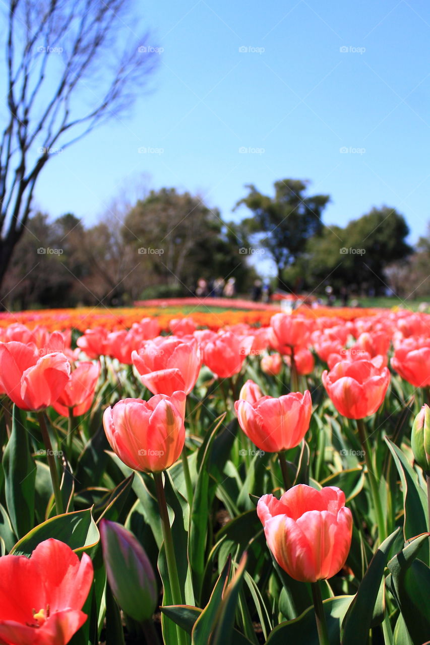 Tulip fields in Japan 