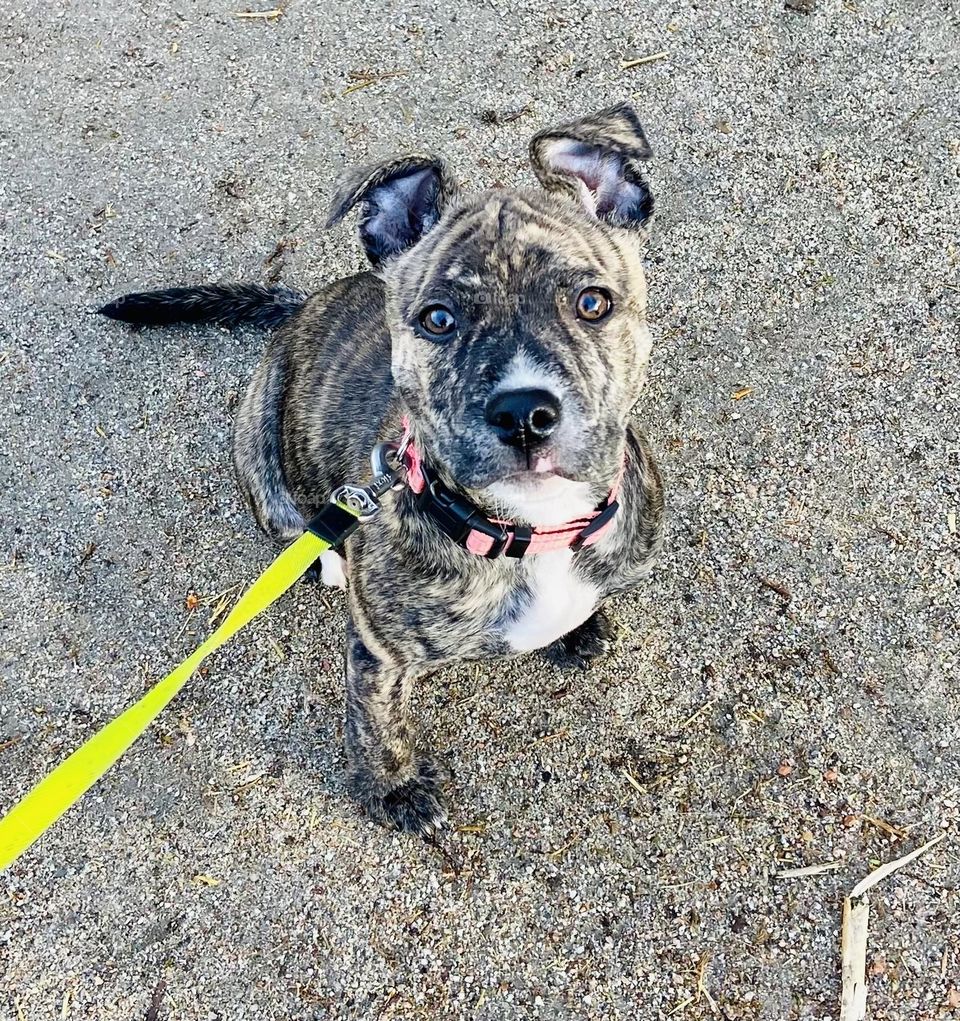 Stella the Staffy 🐶