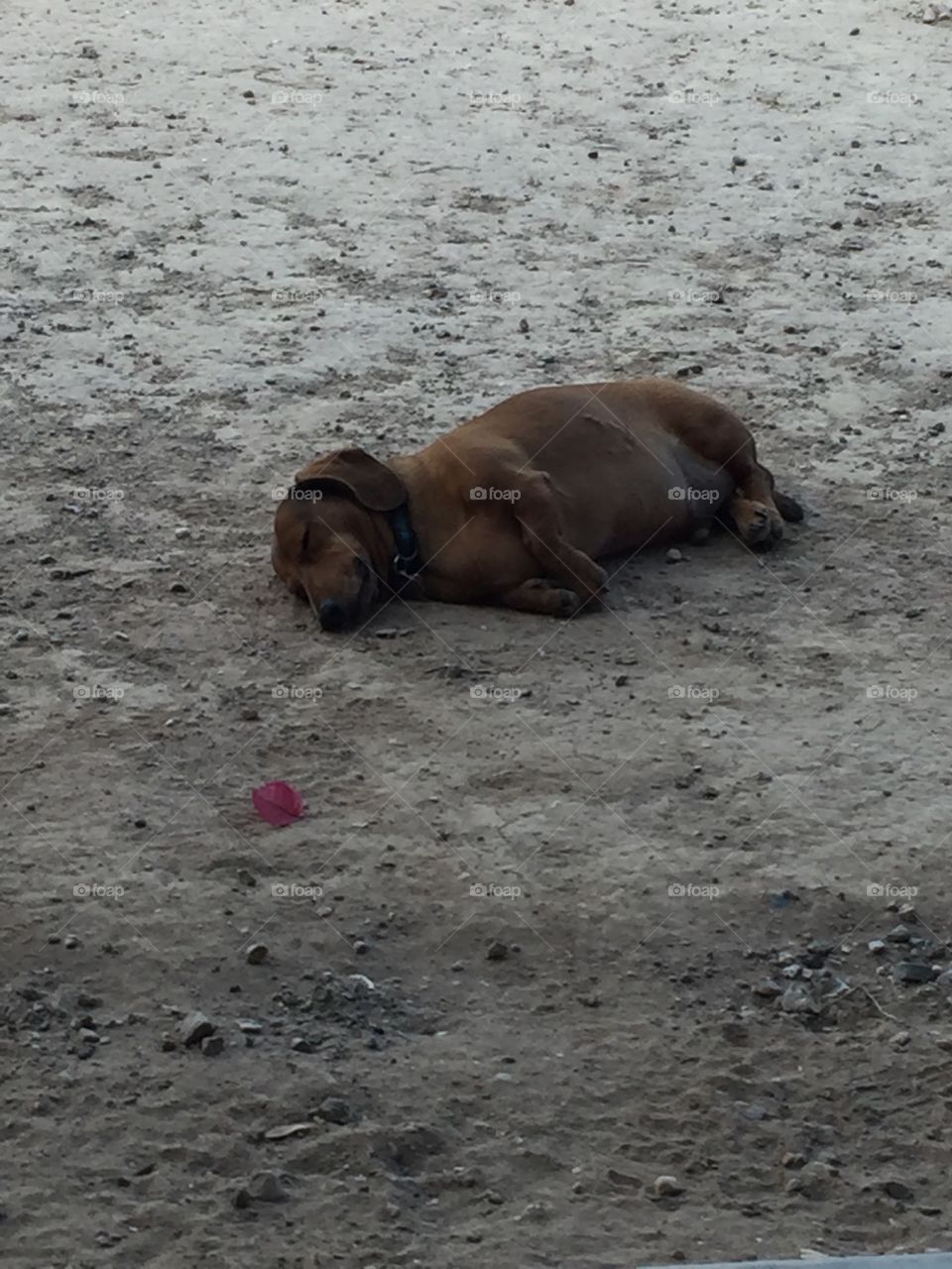 lazy dog in dirt