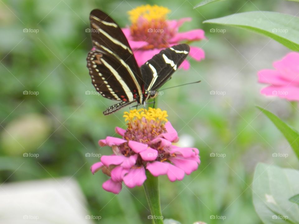 Nature, Butterfly, Insect, Flower, Summer