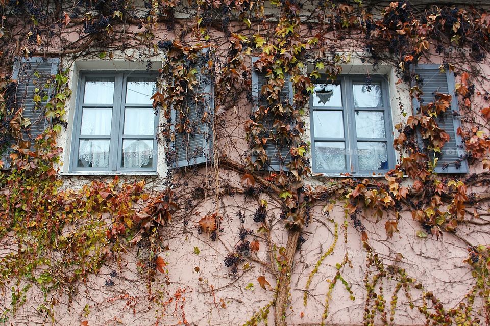 dried leaves on the wall