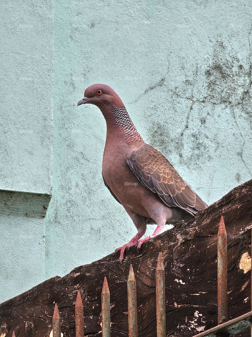 Check out the patterns on the neck of this beautiful Picazuro pigeon. The pigeons are gray-red, with decorative neck feathers, red Tarsus. Their eyes call attention as well. what do you think?