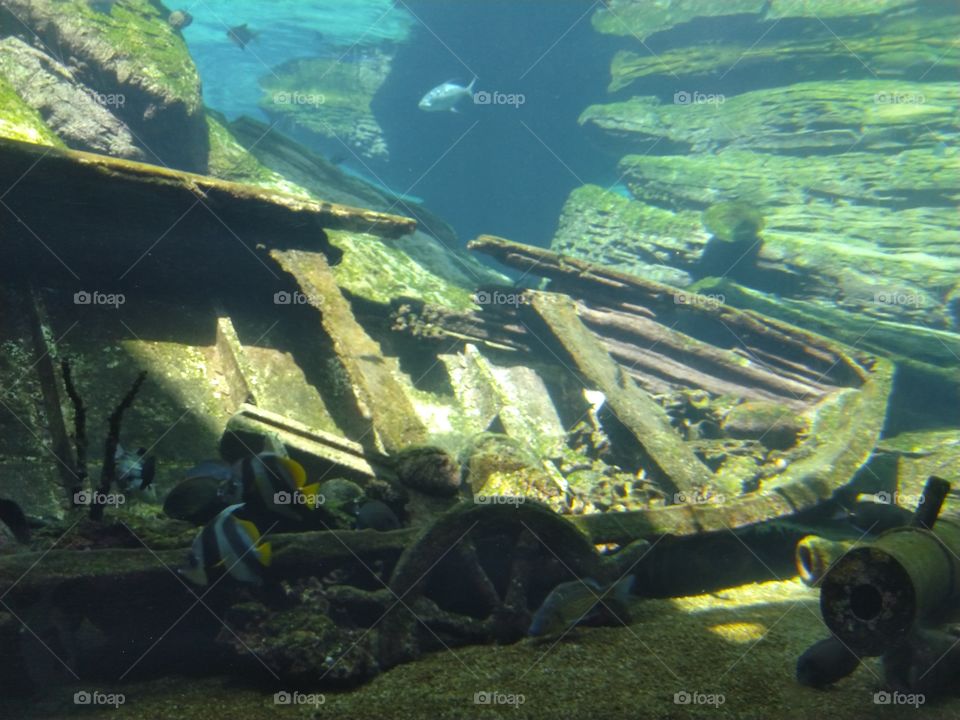 Under the sea
Under the sea
Darling it's better
Down where it's wetter
Take it from me
Up on the shore they work all day
Out in the sun they slave away
While we devotin'
Full time to floatin'
Under the sea 🎼