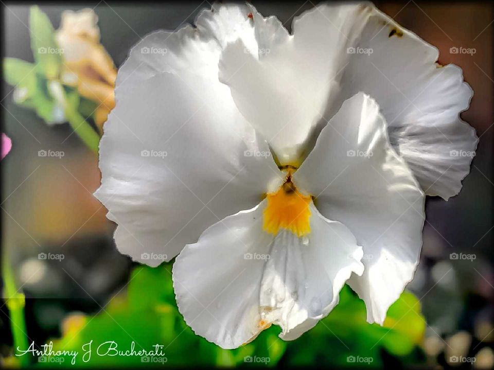 silky smooth and soft as a cloud