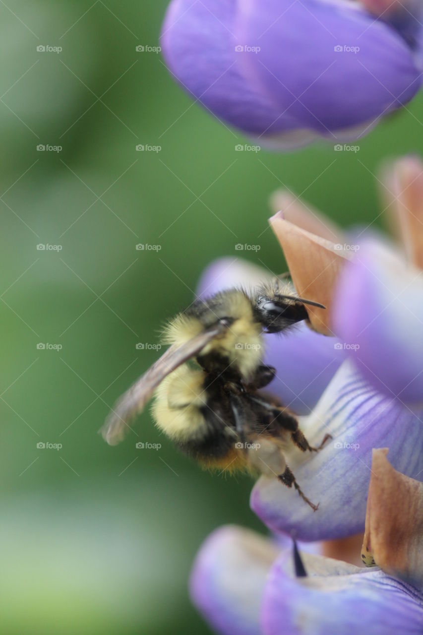Extreme close up of bumblebee on flower