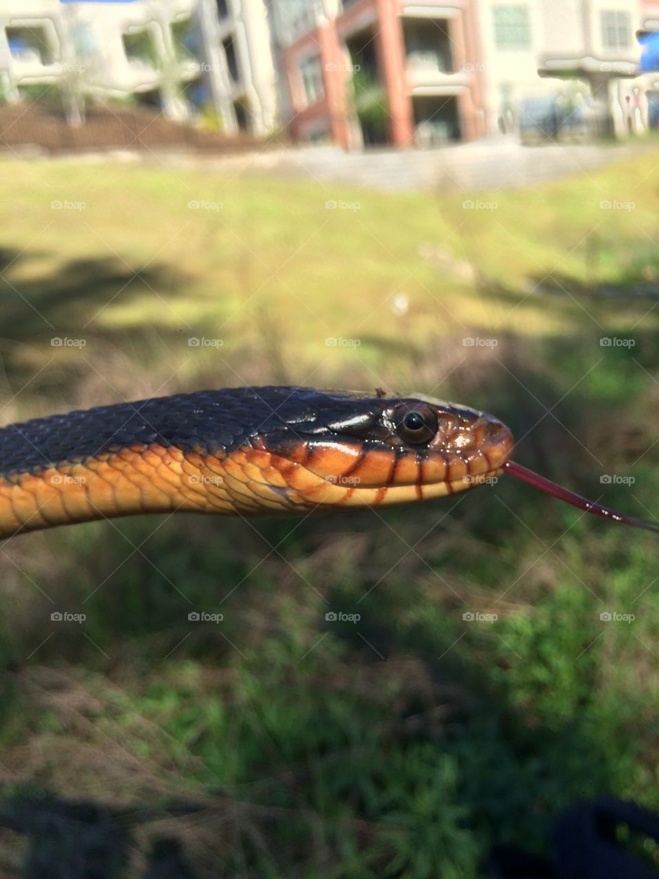 Snake, Reptile, Outdoors, Nature, No Person