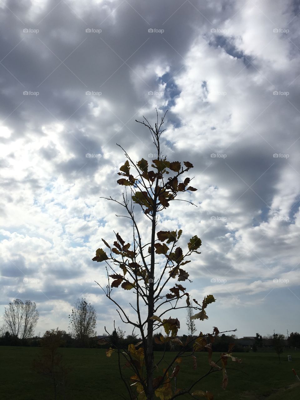 Tree among clouds 