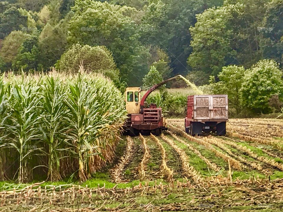 Watching a corn crop being harvested for silage with truck and equipment 