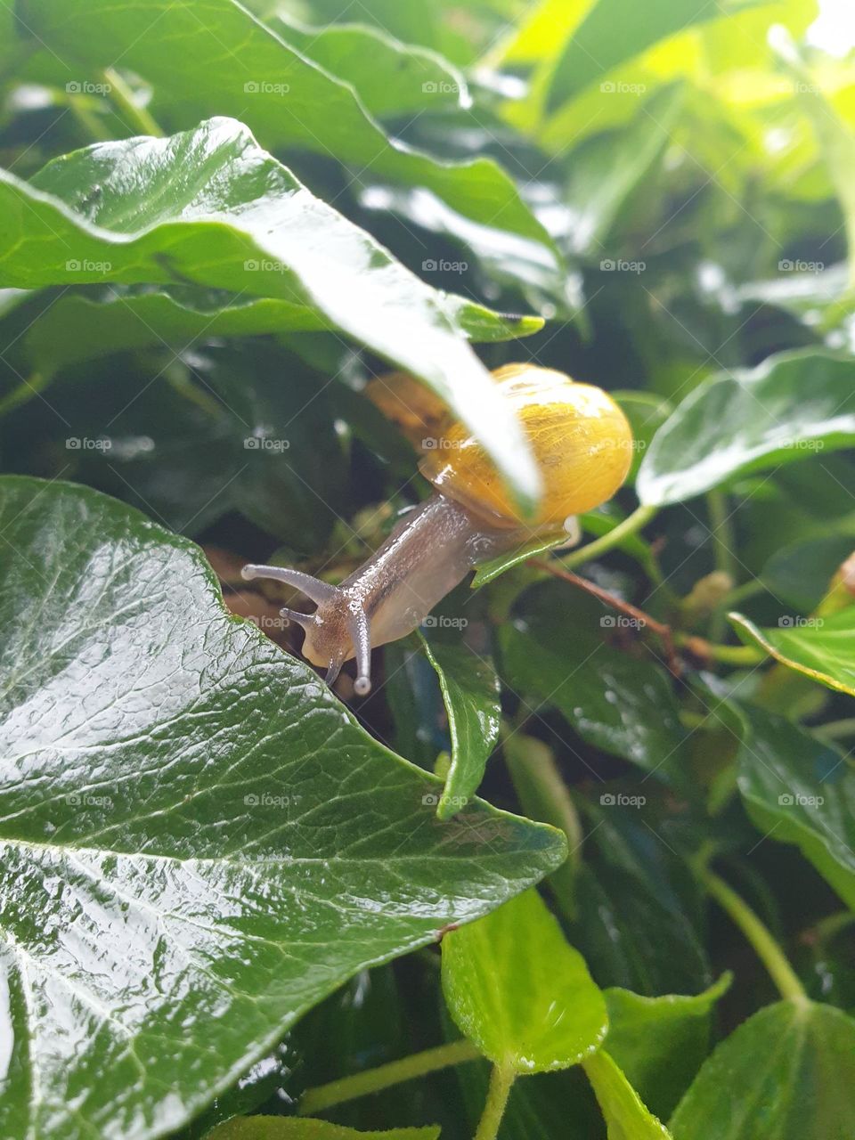 garden common banded snail crossing leaves