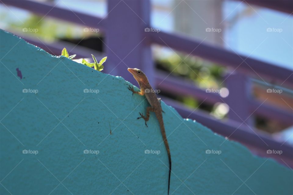 Lizard on blue