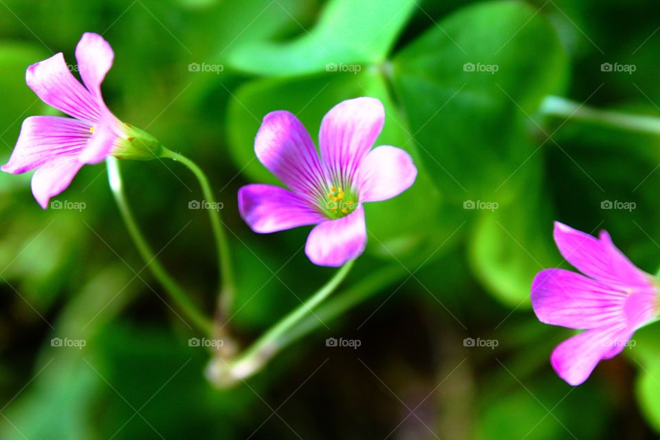 Three clover blooms 