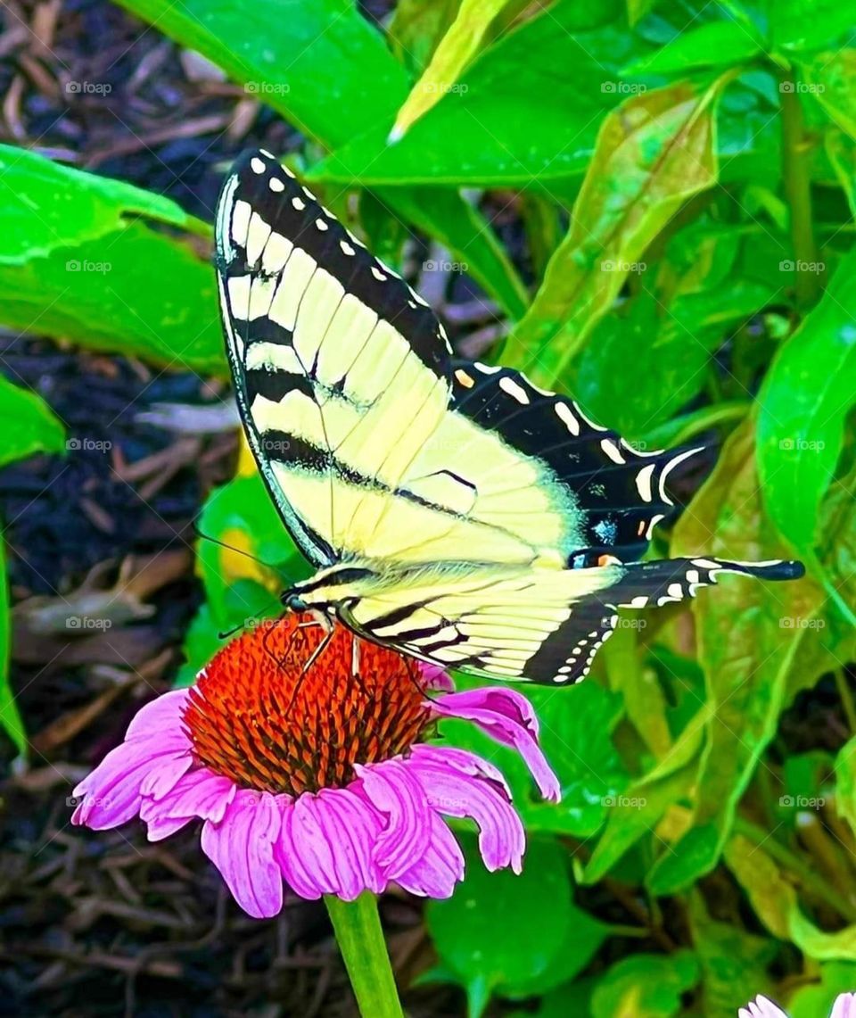 Butterfly Taking a Rest