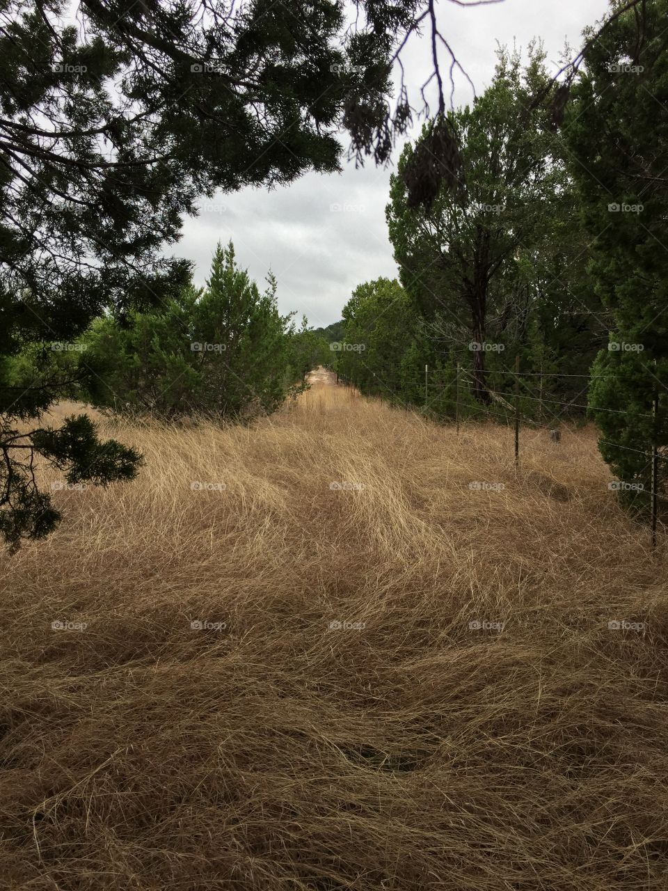 coastal grass (hay) in Clifton, TX 