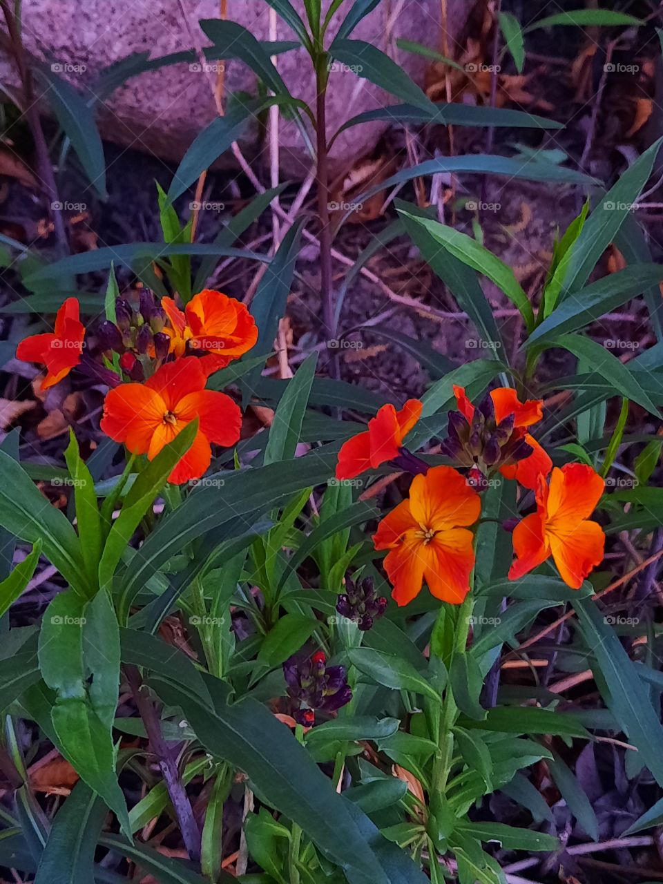 night photography of orange flowers